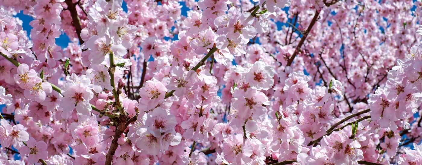 japanese-cherry-blossom-ga7b927c71_1920